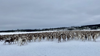 Projekt 8-årstider - vi har beviljats medel via Leader Lappland!